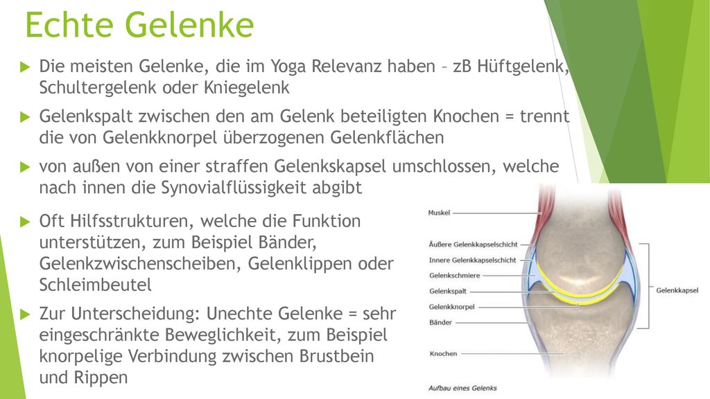 Echte Gelenke Die meisten Gelenke, die im Yoga Relevanz haben – zB Hüftgelenk, Schultergelenk oder Kniegelenk.