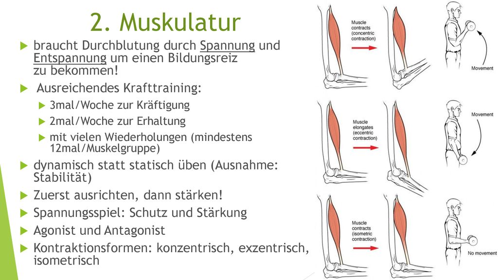 2. Muskulatur braucht Durchblutung durch Spannung und Entspannung um einen Bildungsreiz zu bekommen!