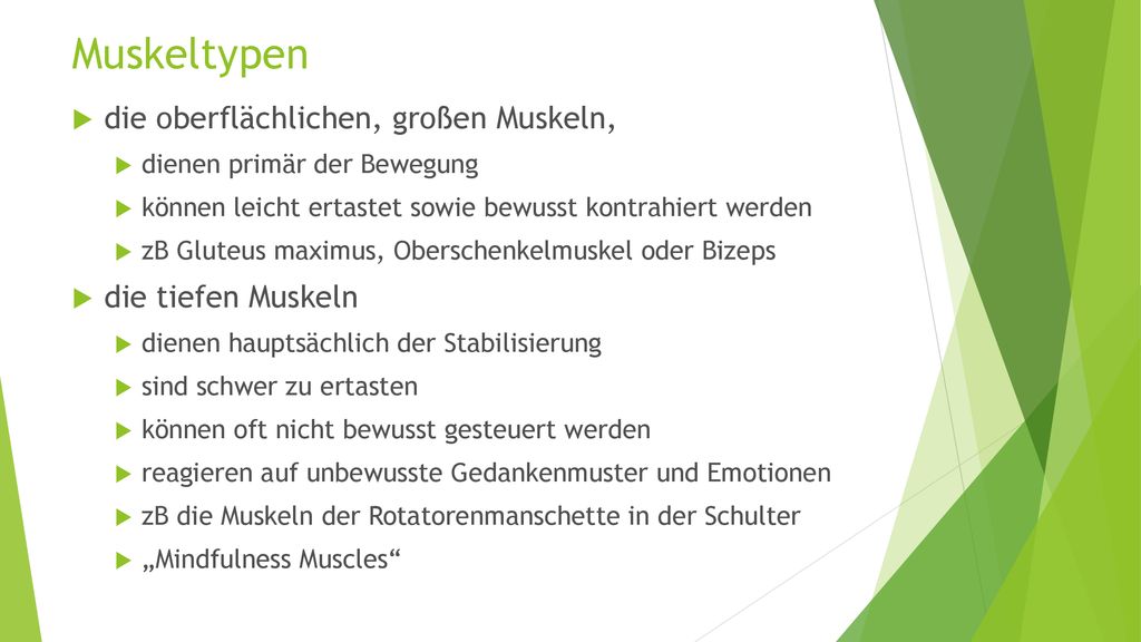 Muskeltypen die oberflächlichen, großen Muskeln, die tiefen Muskeln