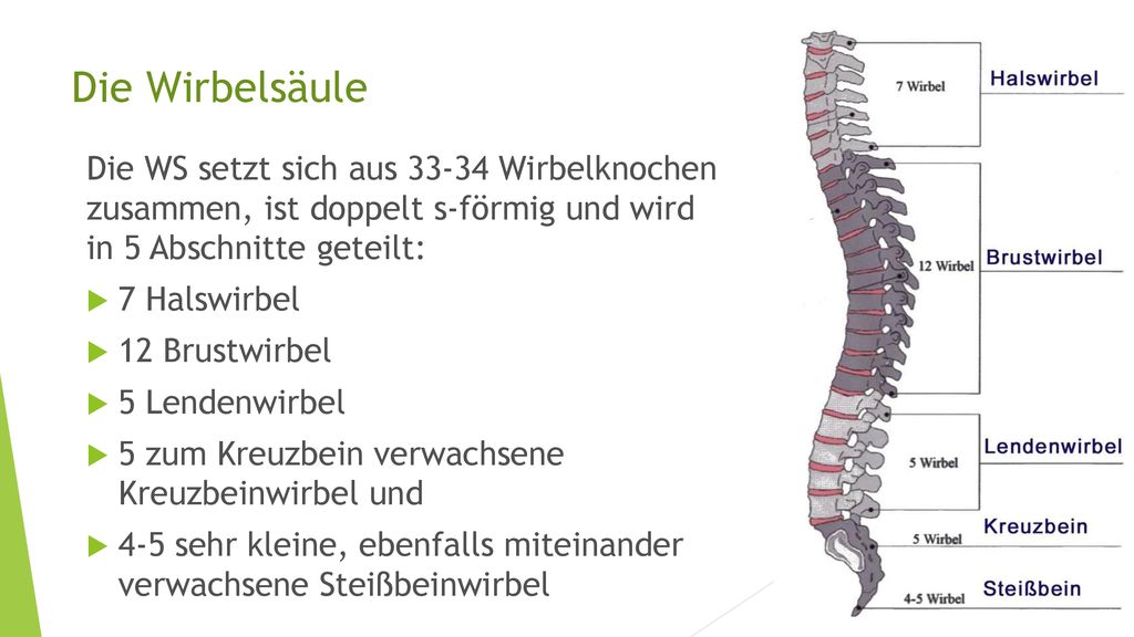 Die Wirbelsäule Die WS setzt sich aus Wirbelknochen zusammen, ist doppelt s-förmig und wird in 5 Abschnitte geteilt: