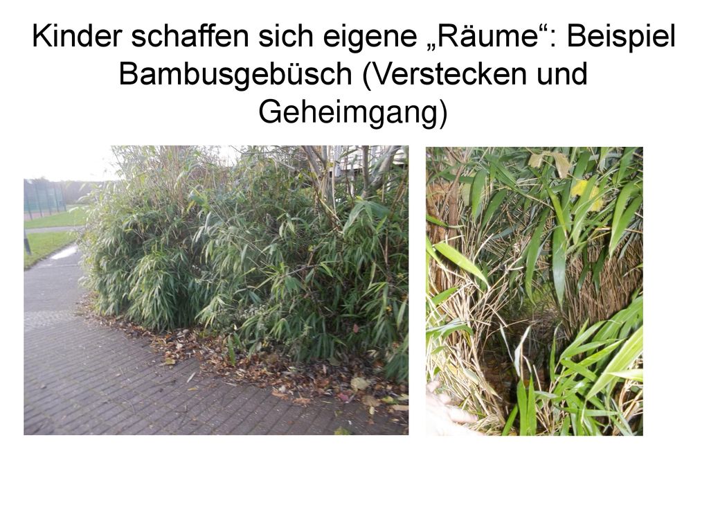 Kinder schaffen sich eigene „Räume : Beispiel Bambusgebüsch (Verstecken und Geheimgang)