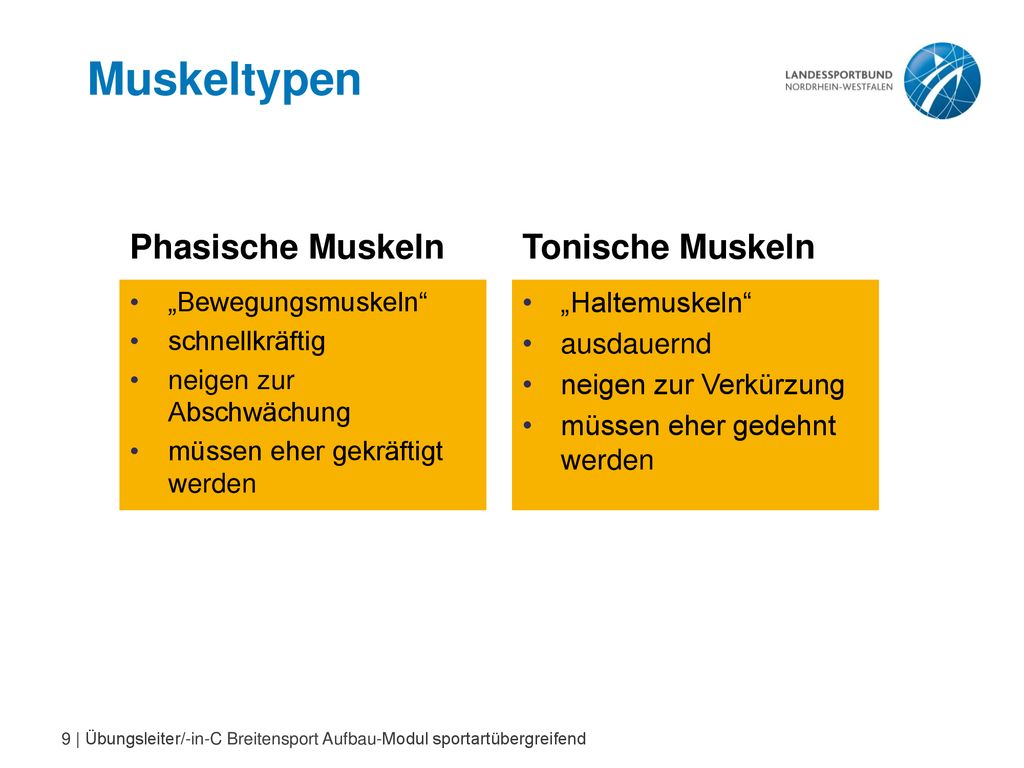 Muskeltypen Phasische Muskeln Tonische Muskeln „Haltemuskeln