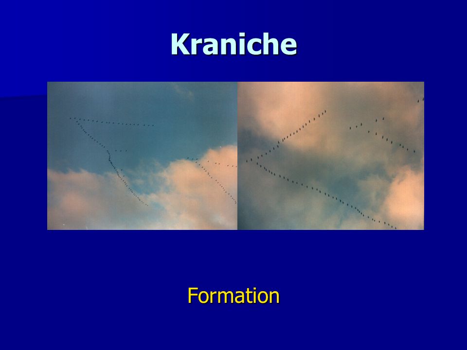 Kraniche Formation