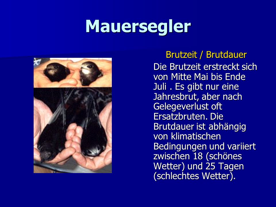 Mauersegler Brutzeit / Brutdauer