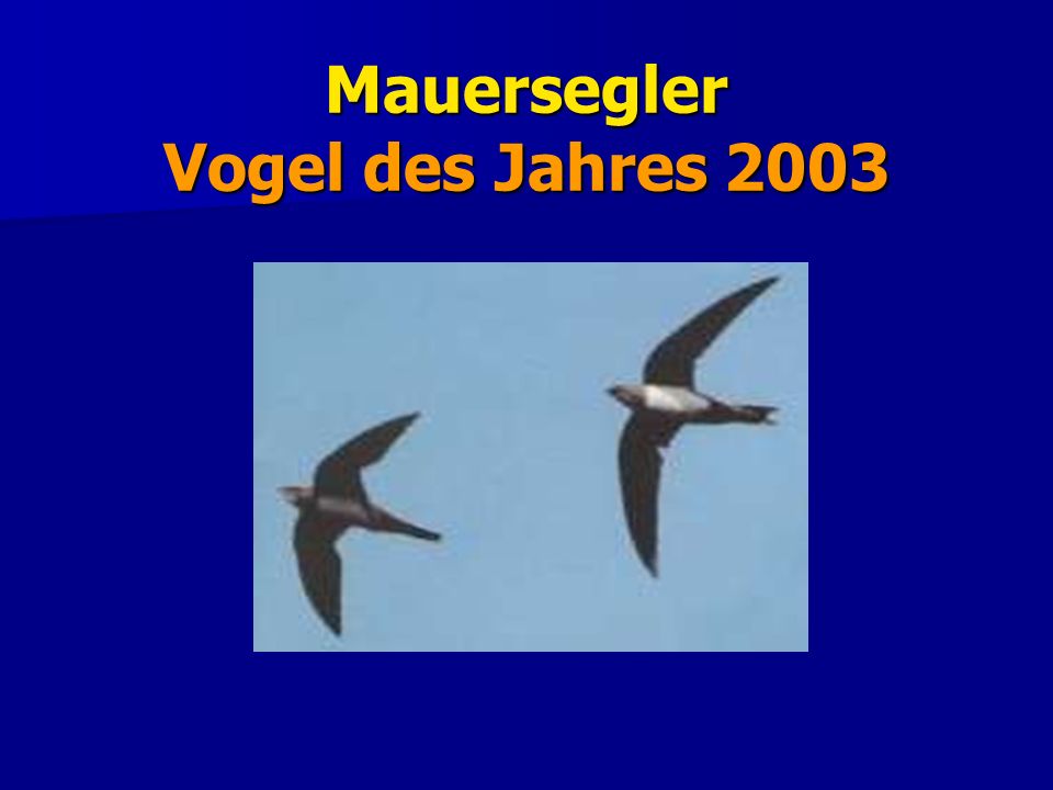 Mauersegler Vogel des Jahres 2003