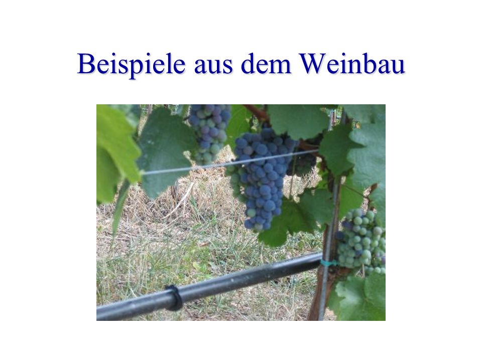 Beispiele aus dem Weinbau