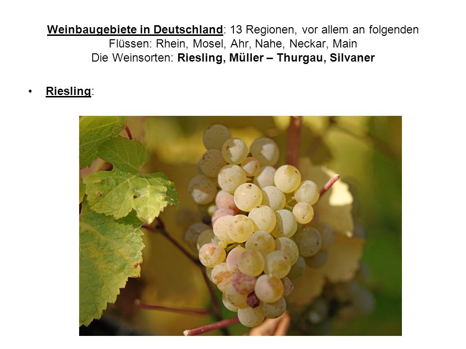 Weinbaugebiete in Deutschland: 13 Regionen, vor allem an folgenden Flüssen: Rhein, Mosel, Ahr, Nahe, Neckar, Main Die Weinsorten: Riesling, Müller – Thurgau, Silvaner
