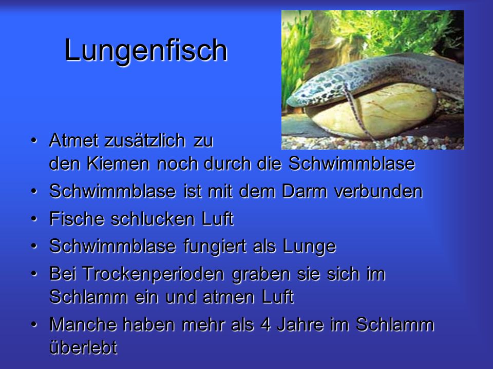 Lungenfisch Atmet zusätzlich zu den Kiemen noch durch die Schwimmblase