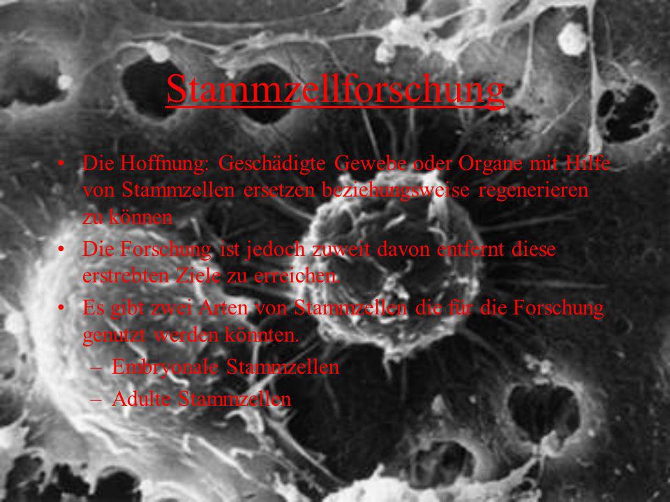 Stammzellforschung Die Hoffnung: Geschädigte Gewebe oder Organe mit Hilfe von Stammzellen ersetzen beziehungsweise regenerieren zu können.