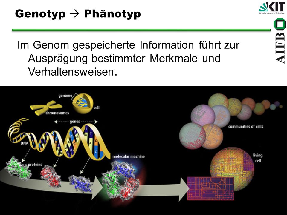 Genotyp  Phänotyp Im Genom gespeicherte Information führt zur Ausprägung bestimmter Merkmale und Verhaltensweisen.