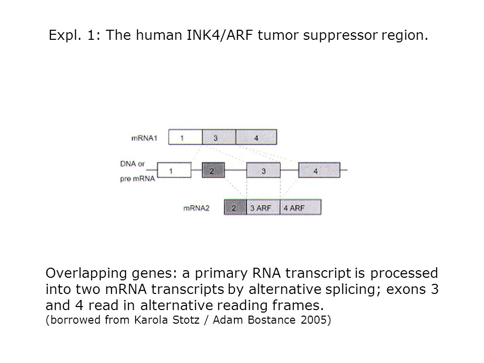 Expl. 1: The human INK4/ARF tumor suppressor region.