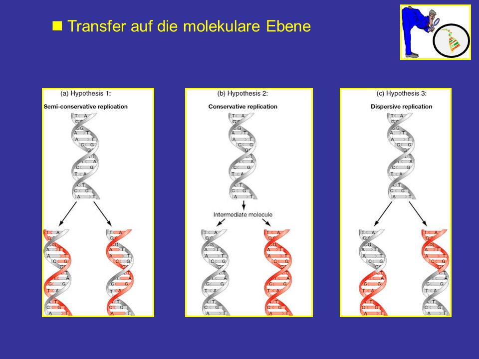  Transfer auf die molekulare Ebene