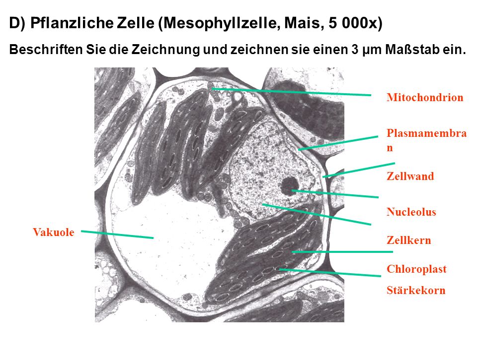 D) Pflanzliche Zelle (Mesophyllzelle, Mais, 5 000x)