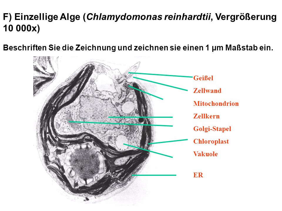 F) Einzellige Alge (Chlamydomonas reinhardtii, Vergrößerung x)