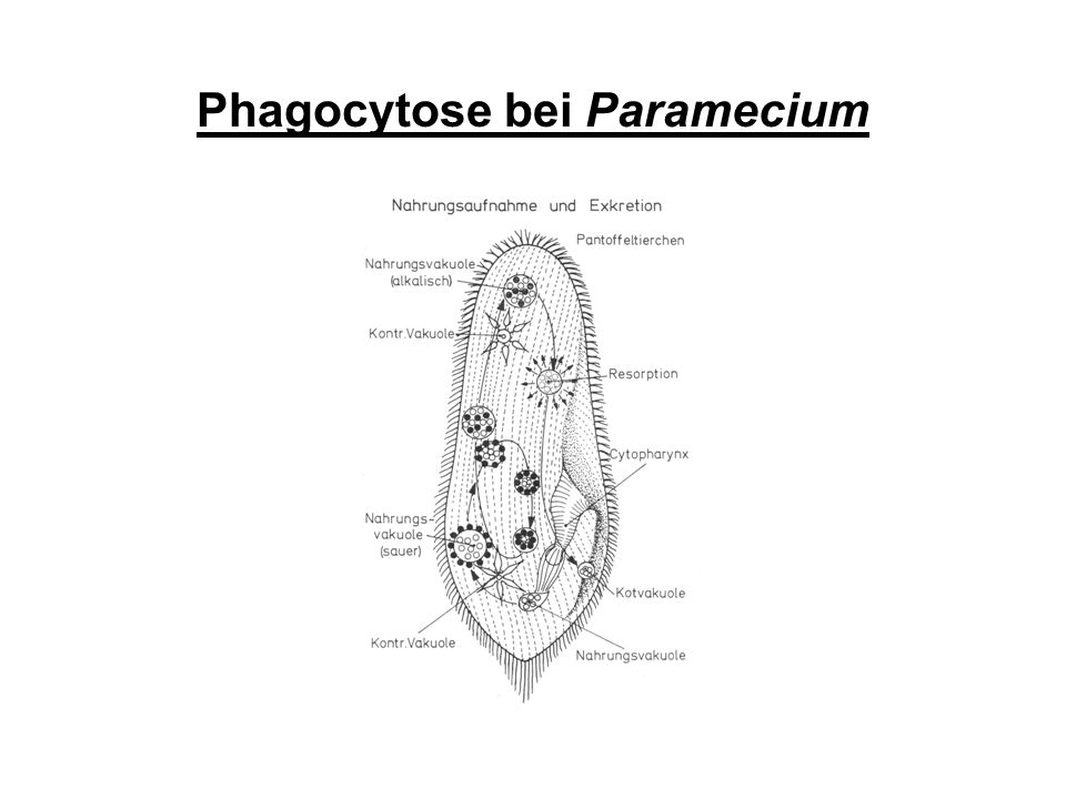 Phagocytose bei Paramecium