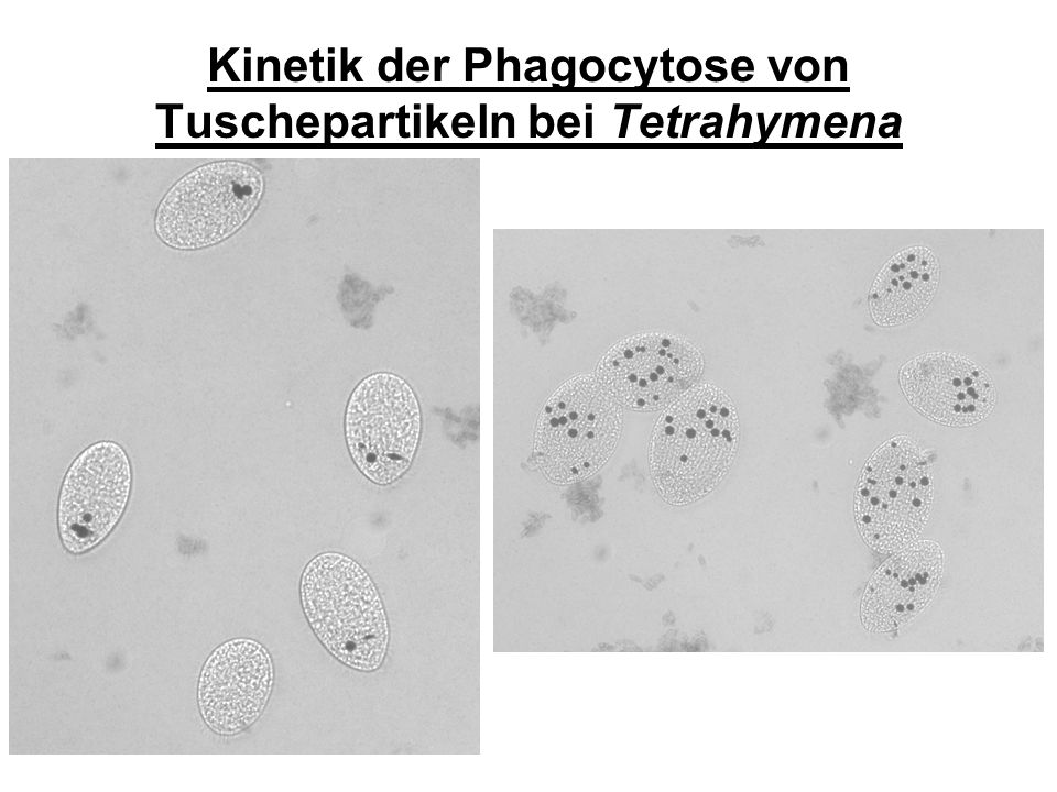 Kinetik der Phagocytose von Tuschepartikeln bei Tetrahymena
