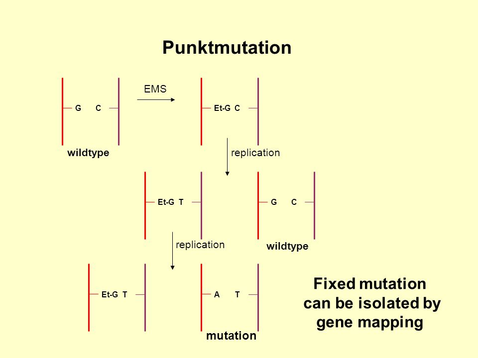 Punktmutation Fixed mutation can be isolated by gene mapping mutation