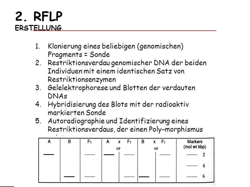 2. RFLP ERSTELLUNG Klonierung eines beliebigen (genomischen) Fragments = Sonde.