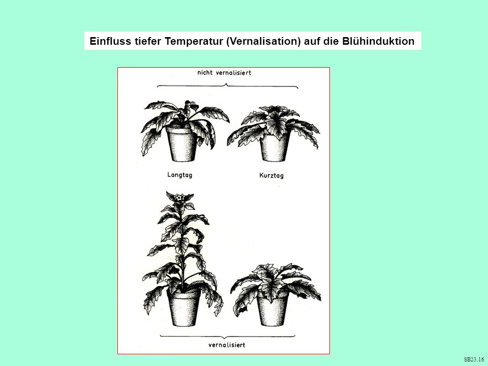 Einfluss tiefer Temperatur (Vernalisation) auf die Blühinduktion