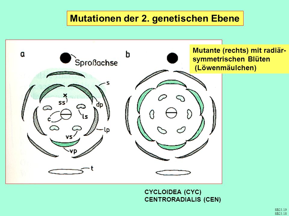 Mutationen der 2. genetischen Ebene