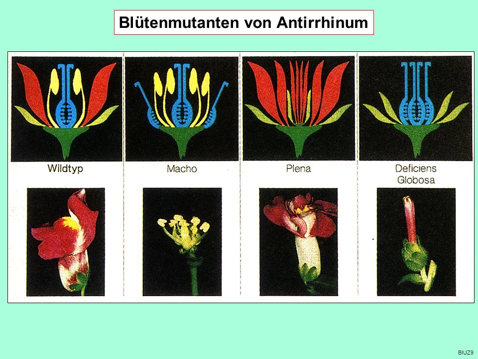 Blütenmutanten von Antirrhinum