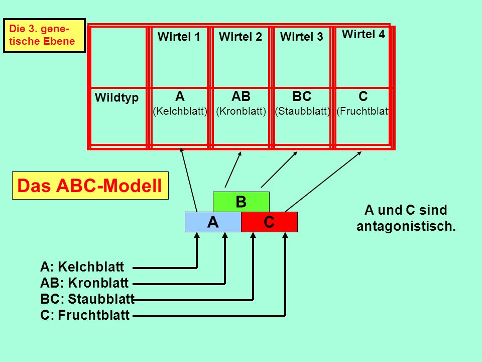 Das ABC-Modell B A AB BC C A und C sind antagonistisch. A: Kelchblatt