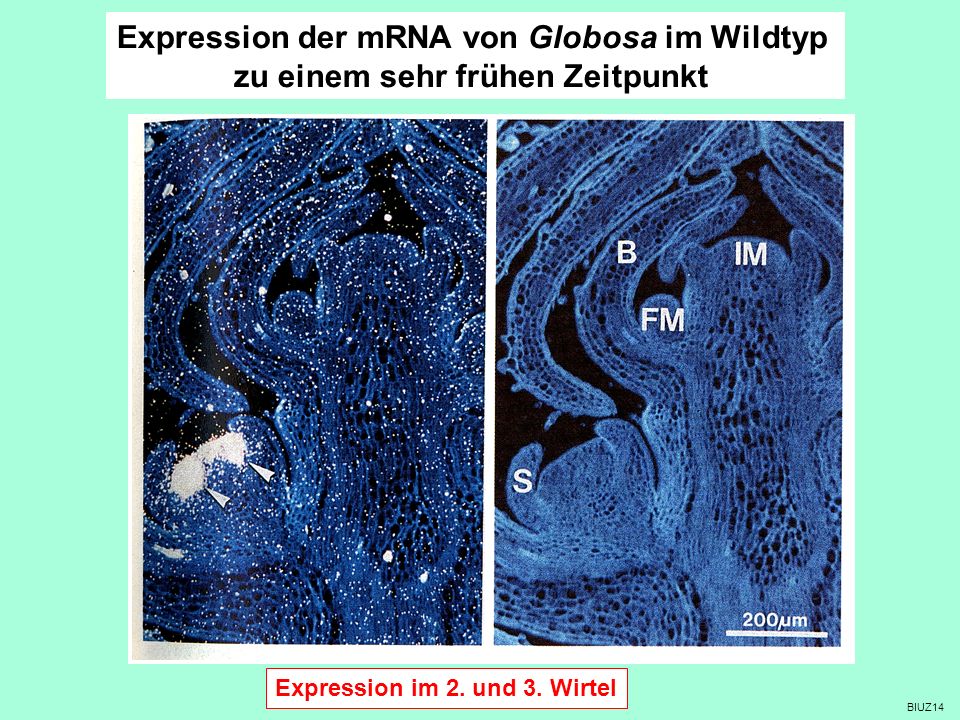 Expression der mRNA von Globosa im Wildtyp