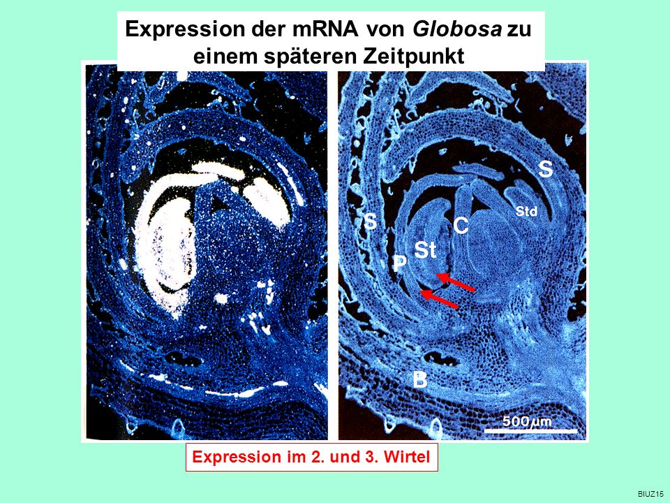 Expression der mRNA von Globosa zu einem späteren Zeitpunkt