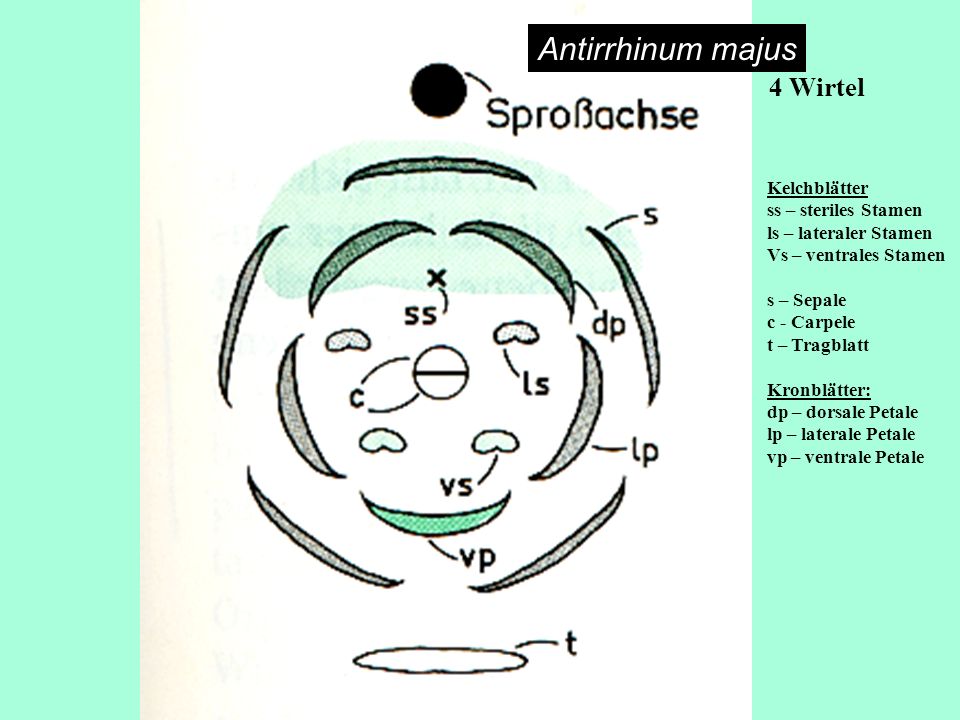 Antirrhinum majus 4 Wirtel Kelchblätter ss – steriles Stamen