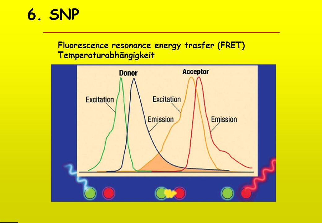 6. SNP Fluorescence resonance energy trasfer (FRET)