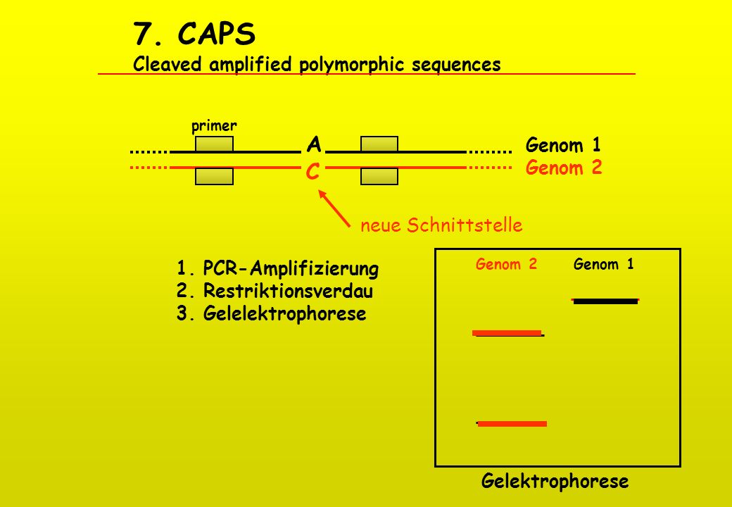 7. CAPS Cleaved amplified polymorphic sequences