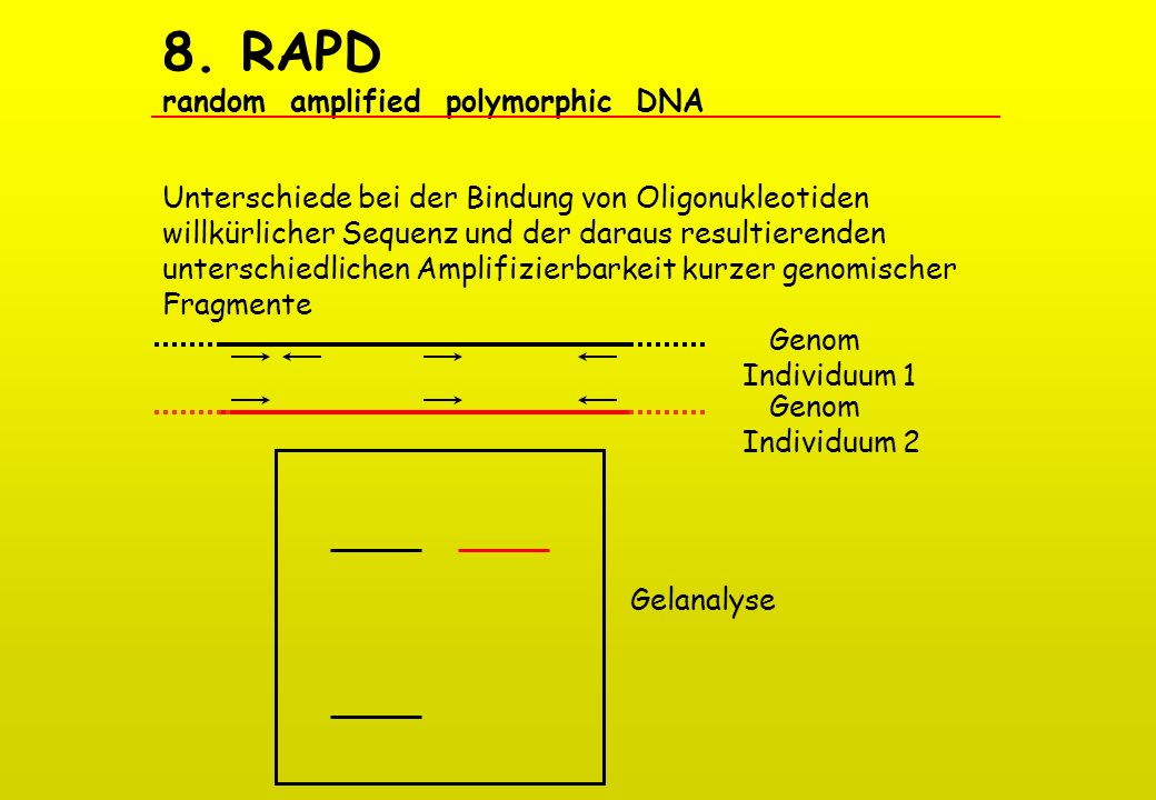 8. RAPD random amplified polymorphic DNA