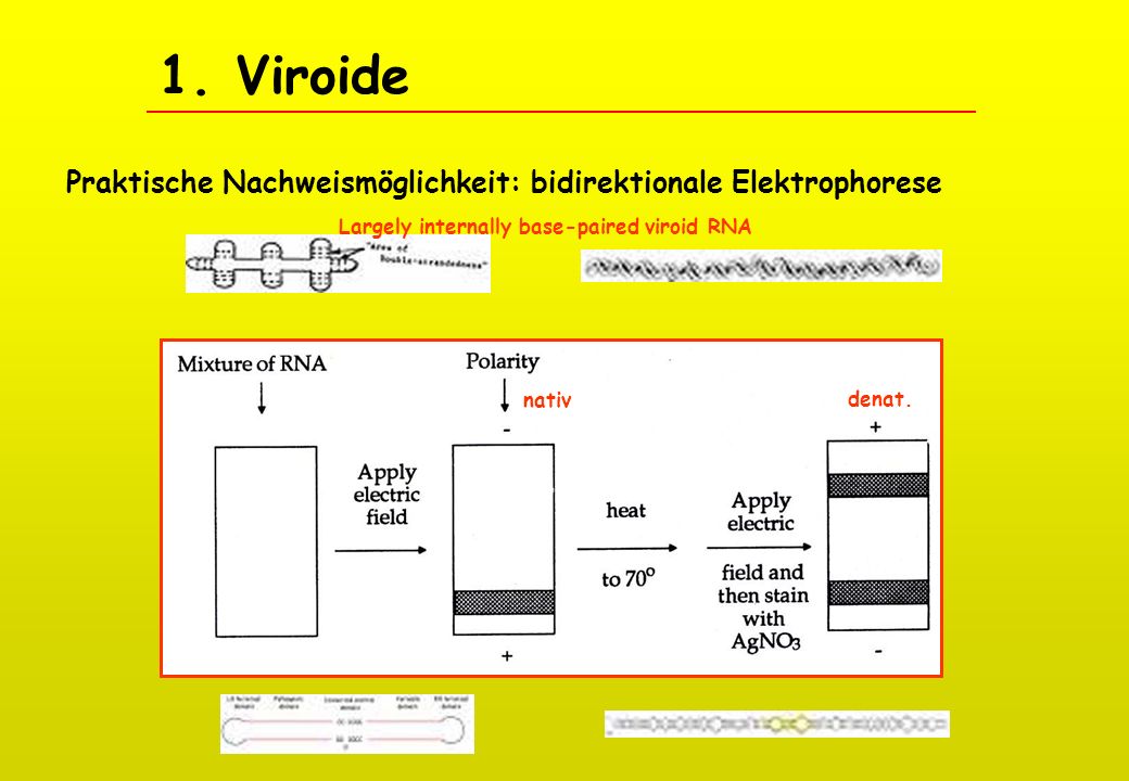 1. Viroide Praktische Nachweismöglichkeit: bidirektionale Elektrophorese. Largely internally base-paired viroid RNA.