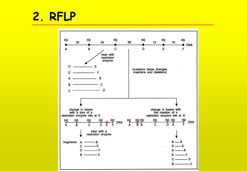 2. RFLP
