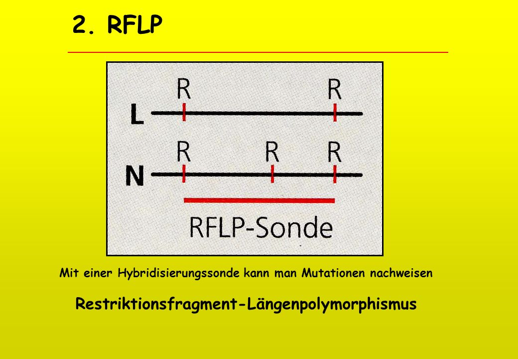 2. RFLP Restriktionsfragment-Längenpolymorphismus