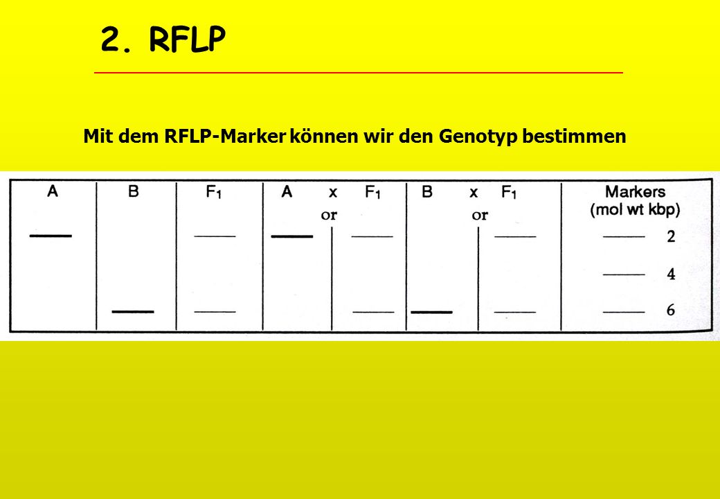 2. RFLP Mit dem RFLP-Marker können wir den Genotyp bestimmen