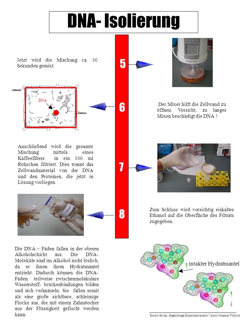 DNA- Isolierung intakter Hydratmantel