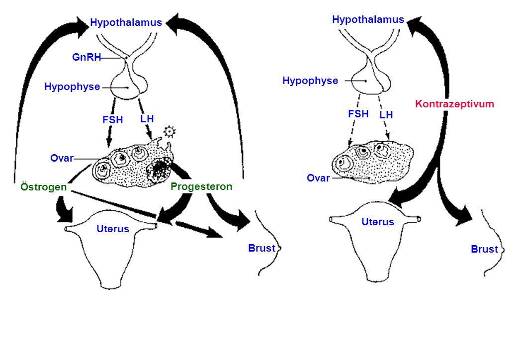Hypothalamus Hypothalamus. GnRH. Hypophyse. Hypophyse. Kontrazeptivum. FSH. LH. FSH. LH. Ovar.