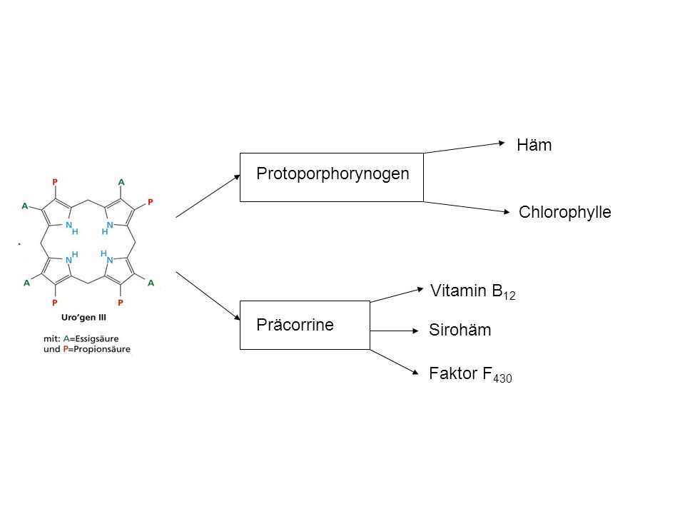 Protoporphorynogen Häm Chlorophylle Präcorrine Faktor F430 Sirohäm Vitamin B12