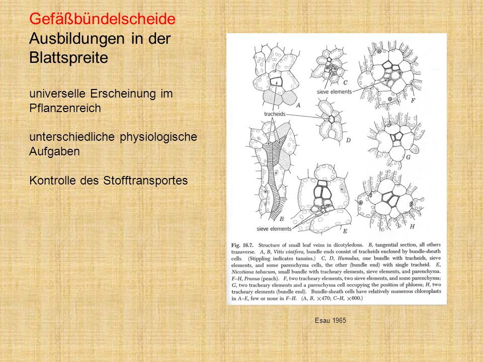 Gefäßbündelscheide Ausbildungen in der Blattspreite universelle Erscheinung im Pflanzenreich unterschiedliche physiologische Aufgaben Kontrolle des Stofftransportes