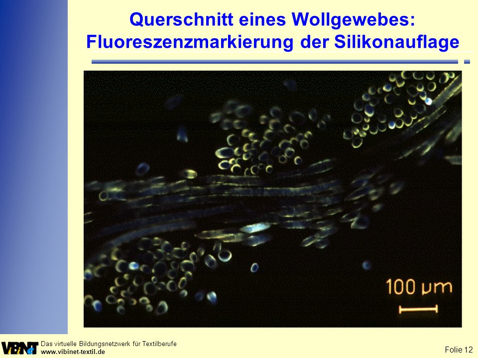 Querschnitt eines Wollgewebes: Fluoreszenzmarkierung der Silikonauflage