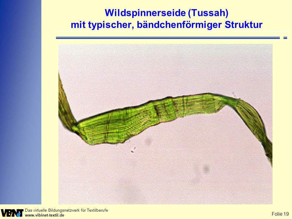 Wildspinnerseide (Tussah) mit typischer, bändchenförmiger Struktur