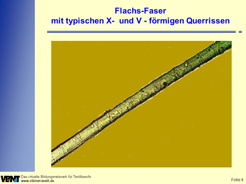 Flachs-Faser mit typischen X- und V - förmigen Querrissen
