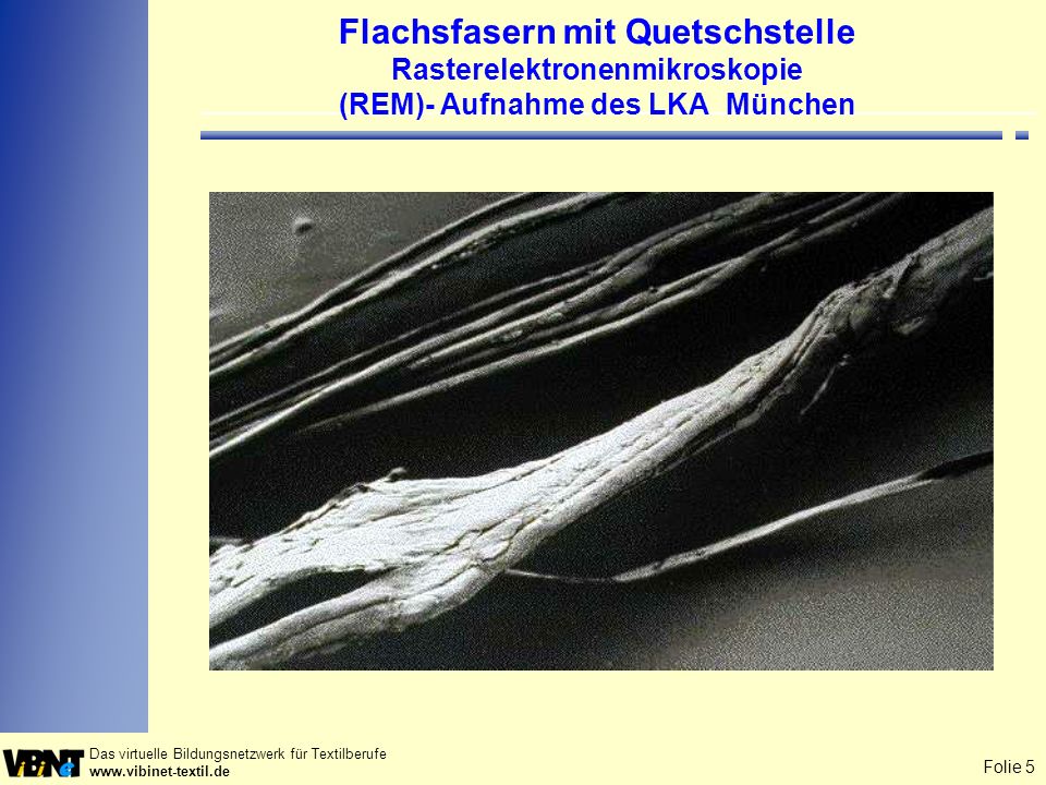 Flachsfasern mit Quetschstelle Rasterelektronenmikroskopie (REM)- Aufnahme des LKA München