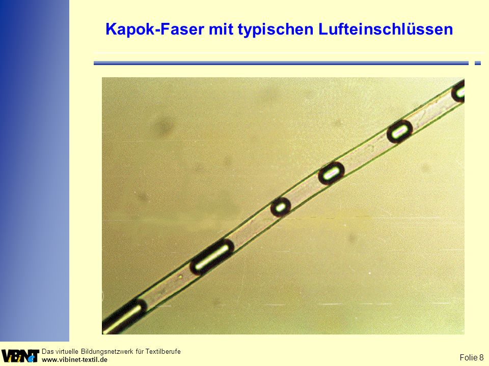 Kapok-Faser mit typischen Lufteinschlüssen