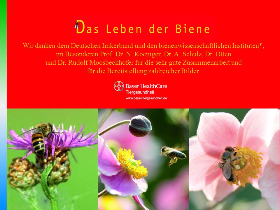 im Besonderen Prof. Dr. N. Koeniger, Dr. A. Schulz, Dr. Otten