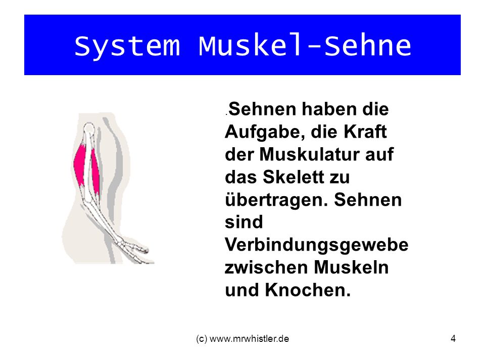 System Muskel-Sehne