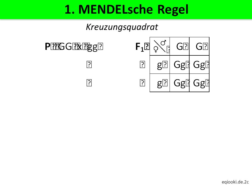 1. MENDELsche Regel Kreuzungsquadrat eqiooki.de.2c