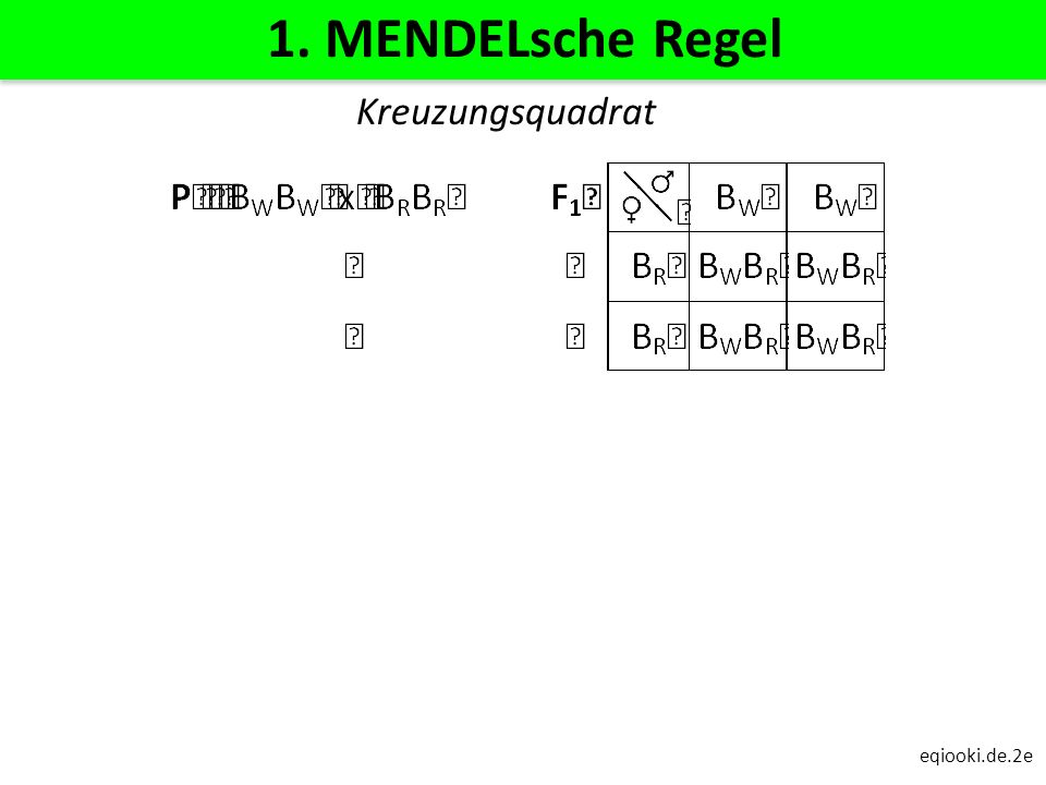 1. MENDELsche Regel Kreuzungsquadrat eqiooki.de.2e