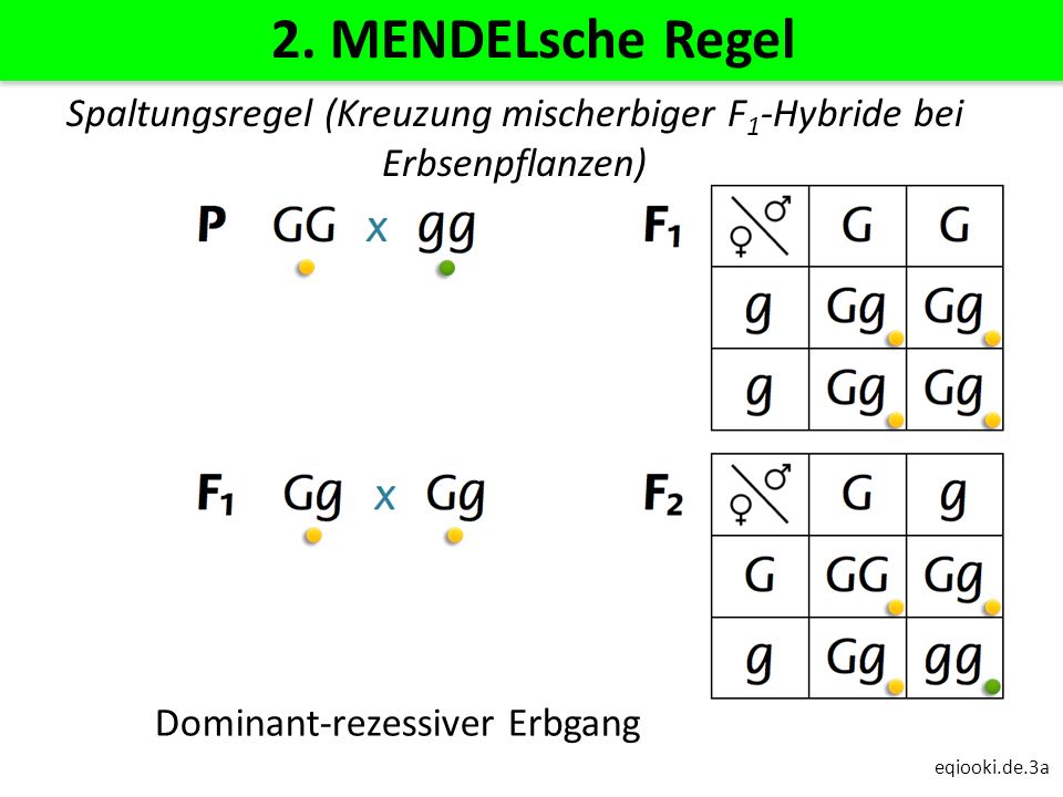 2. MENDELsche Regel Spaltungsregel (Kreuzung mischerbiger F1-Hybride bei Erbsenpflanzen) Dominant-rezessiver Erbgang.